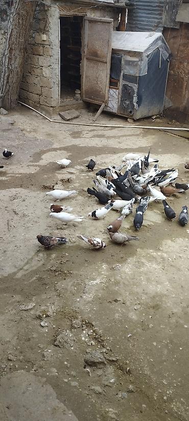 göyərçin yuvaları: Məhsul: Ev göyərçinləri (qarışıq rəng və cinslər) Təsvir: - — 6