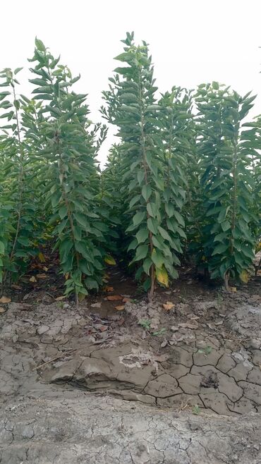 Ağaclar: Yalnız bizim təsərfatimizda bölgələrə uyğun olaraq ağacların kok — 30