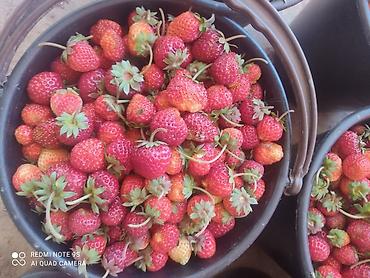 Малина: Малина Платная доставка — 9