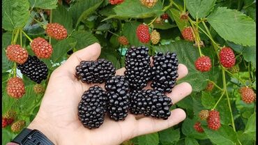 Ежевика: Ежевика Оптом, Бесплатная доставка, Самовывоз — 3