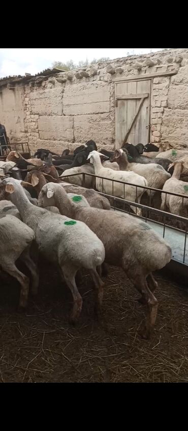 рамановские овцы: Продаю | Овца (самка)