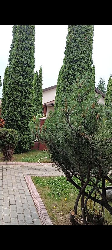 Иссык-Куль 2026: Коттедж, КОТТЕДЖ ЦО Ак Марал, Бает, Детская площадка, Парковка, стоянка, Охраняемая территория — 23