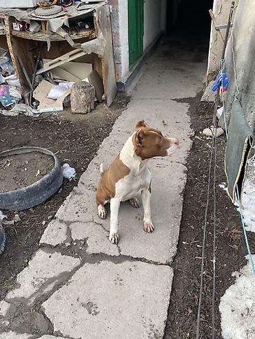 Продажа собак: Питбуль, 8 месяцев, Самка, С прививкой — 6