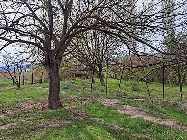 Torpaq sahələrinin satışı: 24 sot — 10