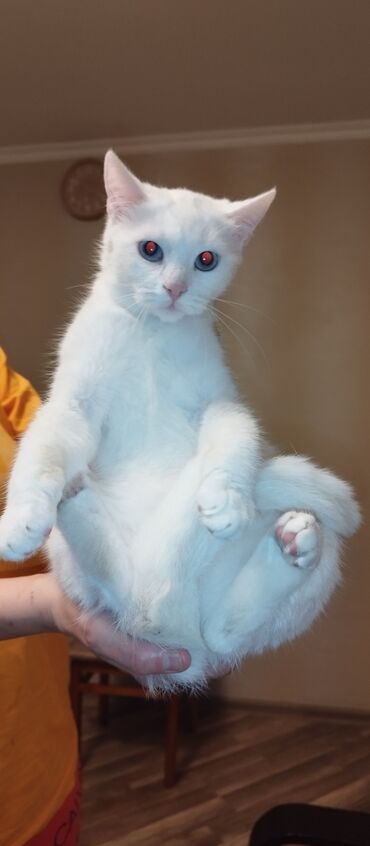 Pişiklər: Dişi, Yaxşı əllərə, Ünvandan götürmə — 1