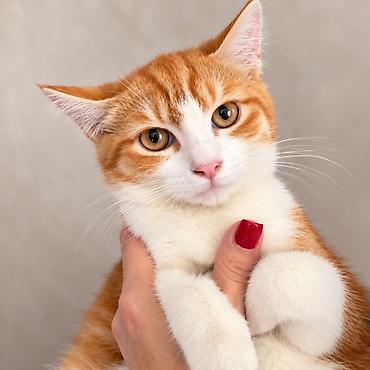 Отдам даром кошку: Кошка даром: Беспородная, 6 месяцев, Мальчик, Приучена к лотку, Проглистована, С документами — 3