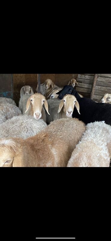 Бараны, овцы: Продаю | Овца (самка) | На забой, Для разведения