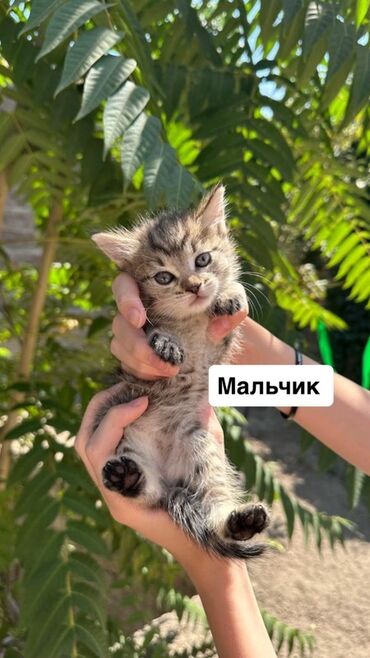 отдам котят в добрые руки бишкек: Породасыз, 1 айлык, Эркек, Биколор