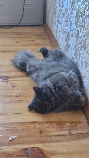 heyvan satışı tap az: Sfinks, Erkək, Cütləşmə üçün — 4