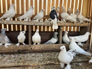 голуби птица: Продаётся голуби Андижанские Наваты Боки тасман чылкар чистокровные