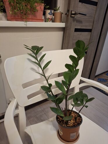 растения для офиса: Замиокулькас (Zamioculcas zamiifolia) в горшке. - Компактный куст с