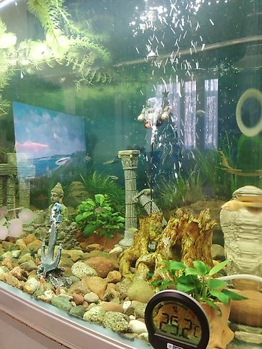 Аквариумы: Заводской аквариум на 250 литров, полностью укомплектован с рыбками и — 8