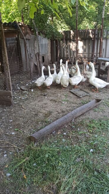 лоток для животных: Продаются гуси, только стадом всего 14 штук, 10 гусок( девочек ) и 4