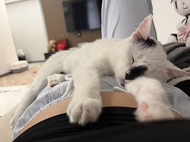 Отдам даром кошку: Кошка даром: Беспородная, более 5 лет, Мальчик — 3