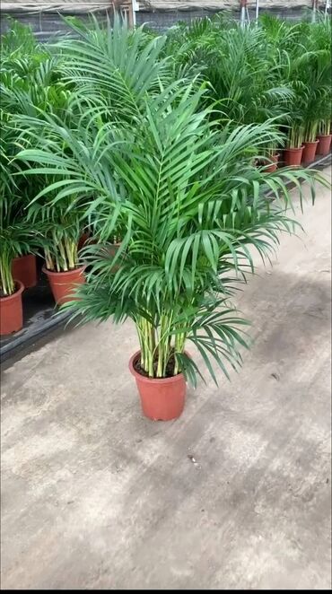 Пальмы: Пальмы Кофейное деревоПальмы,Фикусы и тд — 3