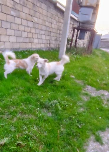 ən bahali itlər: İtlər – xırda/orta ölçülü, açıq krem və ağ rəngli, uzun tüklü quyruqlu — 1