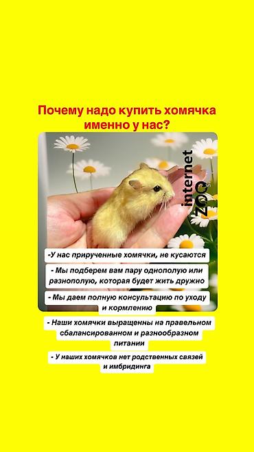 Животные: Продаются хомячки ручные. В нашем питомнике вы можете приобрести — 10