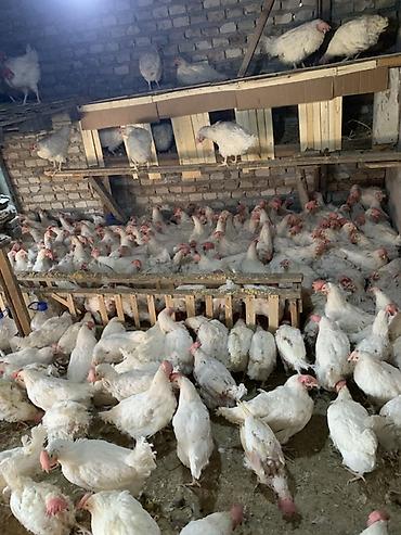 куры простые: Продаю | Куры | Домашняя | Несушки — 1