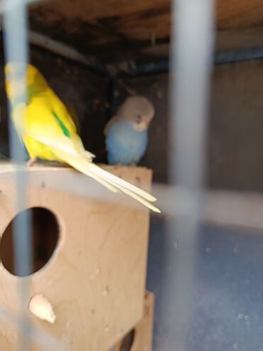 Tutuquşları: Məhsul: Dalmatin/melanik ləkəli naxışlara malik müxtəlif rəngli dalğıç — 8