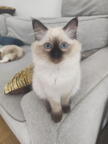 Mačke: Ragdoll mačići – blue point rođeni 02.04. - Prelepi ragdoll mačići sa — 2