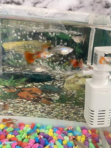 inek yemleri: Yumru akvarium, Balıqlarla birlikdə, 1 l, Ünvandan götürmə, Ödənişli çatdırılma — 2