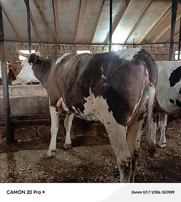 inək: Salam kecen il Voronejden 1 ci qarina getirdiyim simmental duyedi — 2