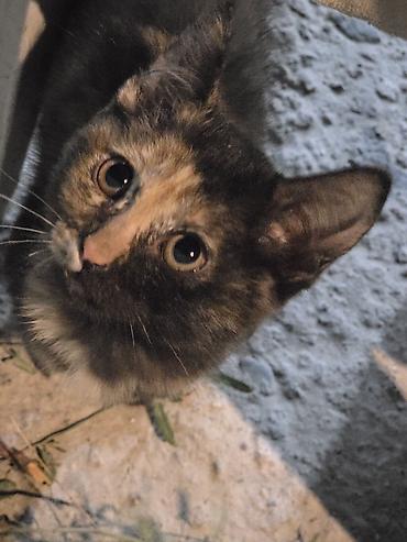 черепаховая кошка: Котёнок черепахового окраса - Окрас: черепаховый (пятнистое сочетание — 4
