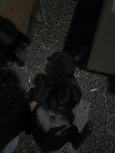 коккер спаниель: Кокер-спаниель, 2 года, Самка — 3