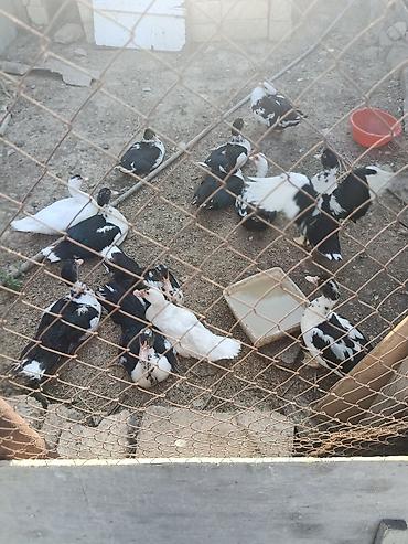 balın kilosu: Cəkisi 2 kilo,3 ayliq heyavndi,damazliq ucun,butun dermanlari — 3