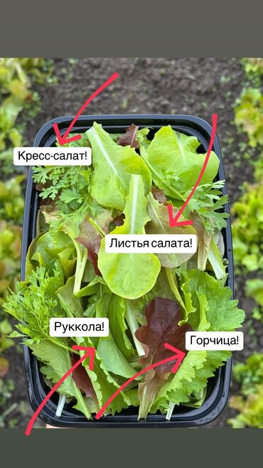 барная ложка: БОКСЫ С МИКС-ЗЕЛЕНЬЮ🤩🤩🤩 Идеально для Вашего Здоровья 🙏🙏🙏 Зелень