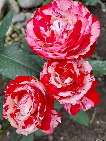 Роза: Саженцы — 8