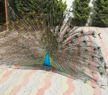 Tovuz quşları: Hindistan sortu tovuz quşu bir cüt 4 illikdir 500m. Hindistan sortu