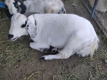 молочные козы в кыргызстане: Продаю | Коза (самка) | Нубийская | Для разведения | Племенные