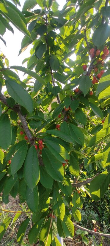 Torpaq sahələrinin satışı: 93 sot, Kənd təsərrüfatı — 13