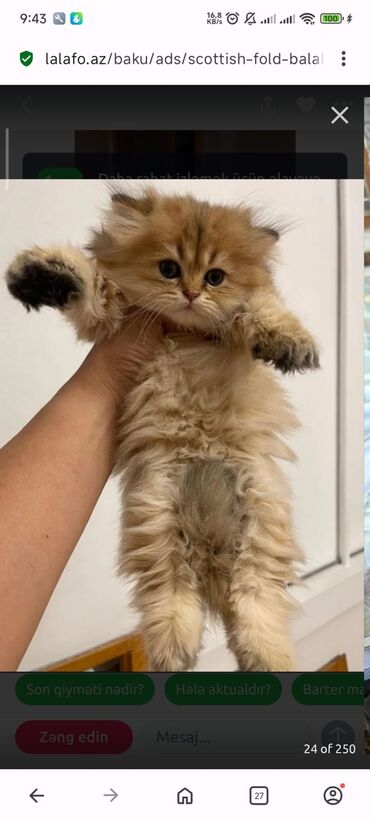 Pişiklər: Britan yastı qulaq, Erkək, Dişi, Yaxşı əllərə, Ünvandan götürmə, Pulsuz çatdırılma, Ödənişli çatdırılma — 35