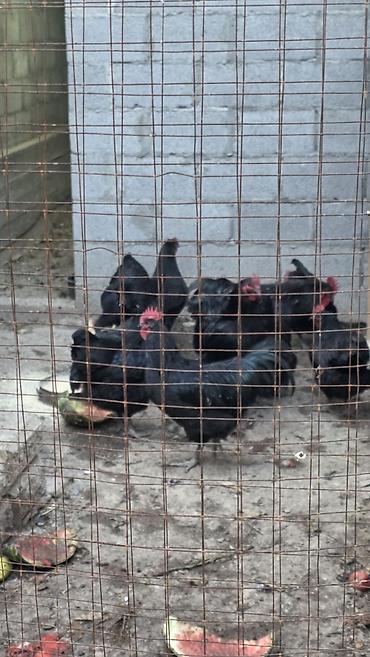 тайган собаки: Продам петухов хорошей породы джержинский гигант — 2