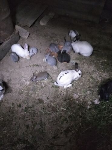 şirin dovşan şəkilləri: Dovşanlar satılır Kaliforniya ilə yerli cinsin qarışığı balalarì 5-10