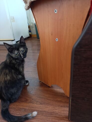 нужен котенок бесплатно: 3 айлык, Ургаачы, Лотокко барууга үйрөтүлгөн, Курттардан тазаланган, Аргын