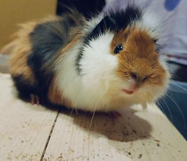 dovsanlar: Heyvan paroda heyvandı ( Shiba Ginepig ) təki 150 azn sağlamlığına və — 4