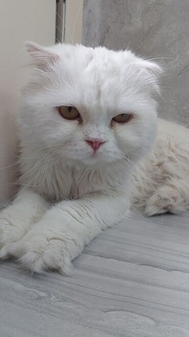 дрессировка собак баку: Şotland yastı qulaq, Erkək, Yaxşı əllərə, Ödənişli çatdırılma