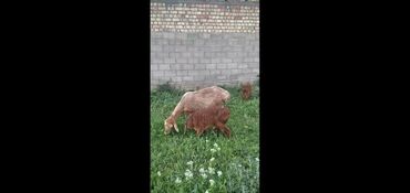 баран на продажу: Бараны, овцы