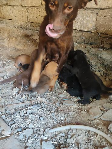 erkek it adlari: Zvonok, 1 ay, Dişi — 1