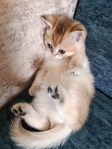 Pişiklər: Şotland — 4