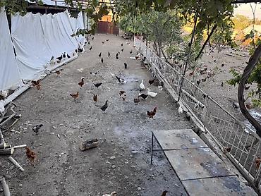 kənd toyuqlarının satışı: Beçələr satılır. Qiyməti 13 manat Ünvan: Şəki Göybulaq kəndi - — 10