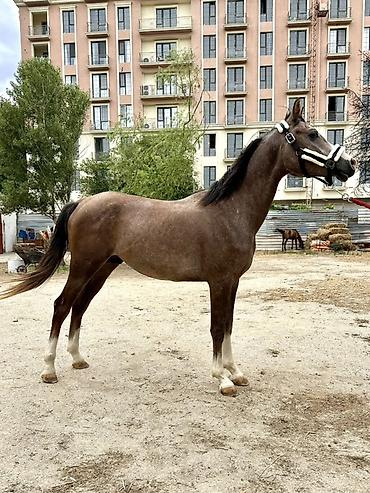 poni at satilir: Erkək, il: 2, Ünvandan götürmə, Pulsuz çatdırılma, Ödənişli çatdırılma — 1