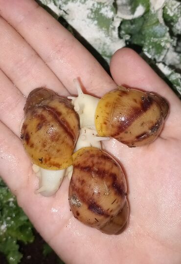 сколько стоит черепаха маленькая в бишкеке: 🐌 Продаются улитята Архахатина Маргината Сутуралис 🌟 Морфы: альбино и