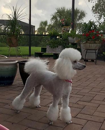 İtlər: Pudel, 6 ay, Dişi -da lalafo.az — 6 İtlər: Pudel, 6 ay, Dişi — 6