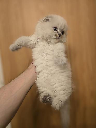 Pişiklər: Şotland yasti qulaq colir point erkey bala satişdadi.Fevralin 1 i — 8