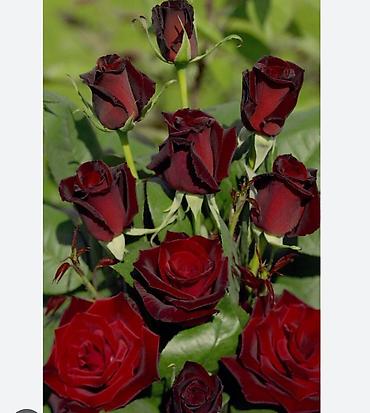 Роза: Саженцы Платная доставка — 11