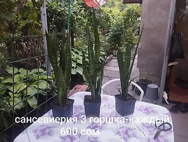 Другие комнатные растения: Комнатные растения 1) Сансевиерия (сансевьера, «тещин язык») - — 2